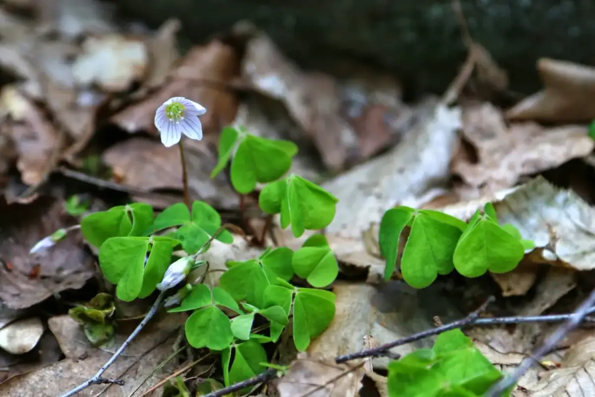 Jakie kwiaty rosną w lesie? Odkryj piękno leśnych roślin