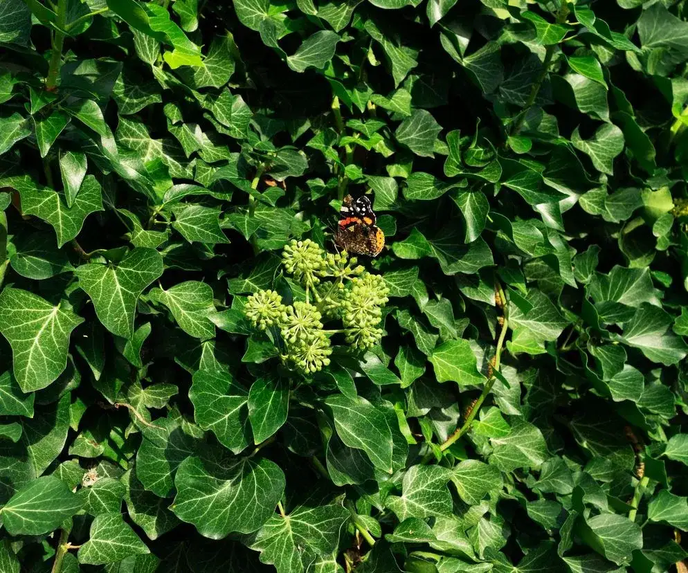 Bluszcz na płocie: Krok po kroku do gęstej zielonej ściany