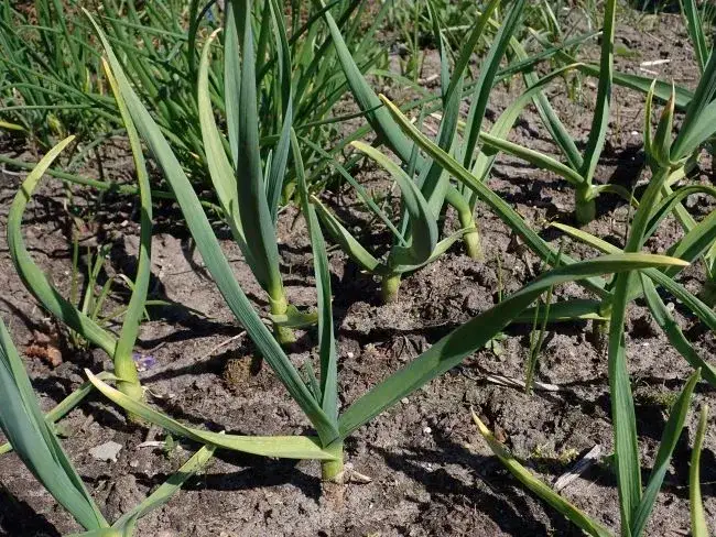 Jak uprawiać czosnek żeby był duży - sprawdzone metody na większe plony
