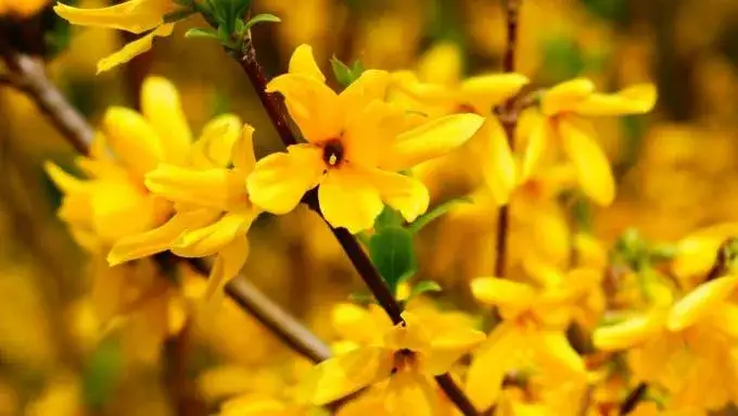 Forsycje kiedy sadzić - najlepszy czas na sadzenie dla zdrowego wzrostu