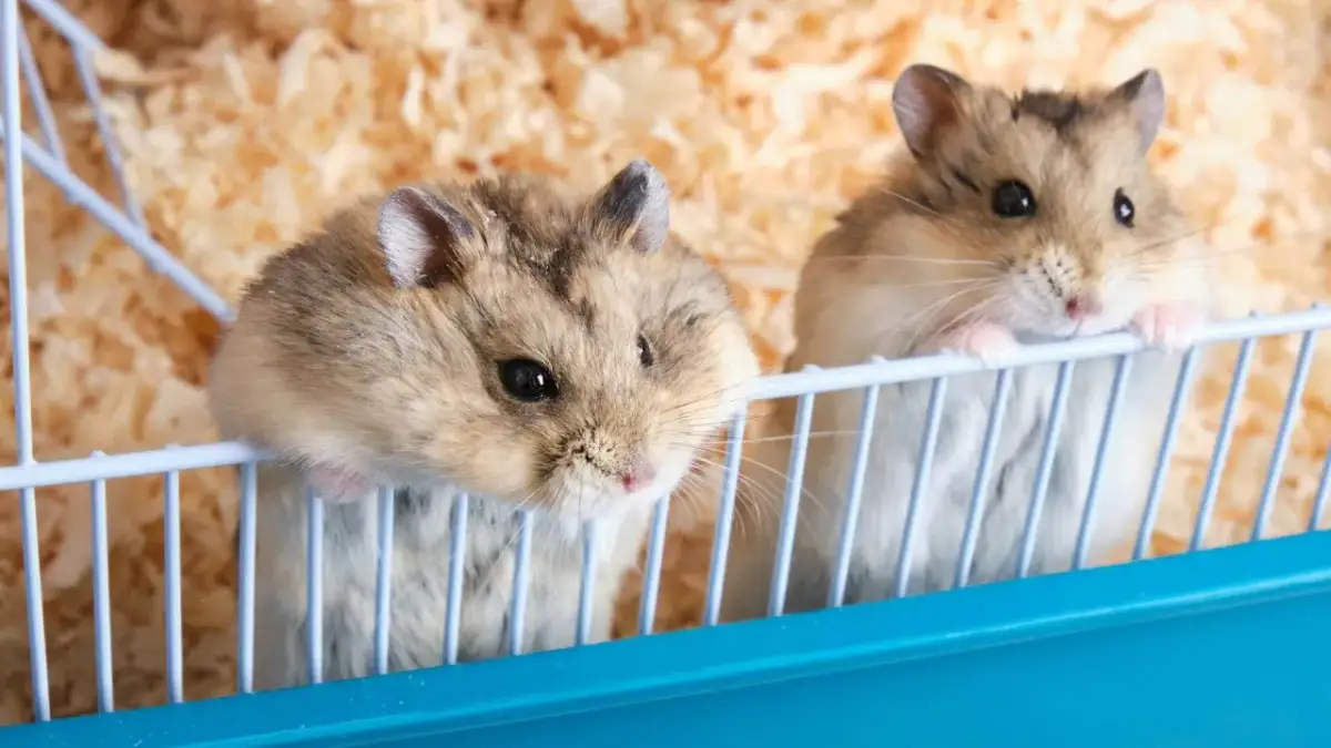 Czy chomiki mogą być razem w klatce? Ważne fakty i zagrożenia