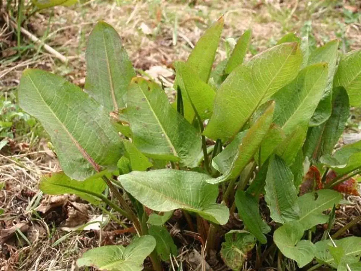 Kiedy sezon na szczaw? Odkryj najlepszy czas na zbiór i smak