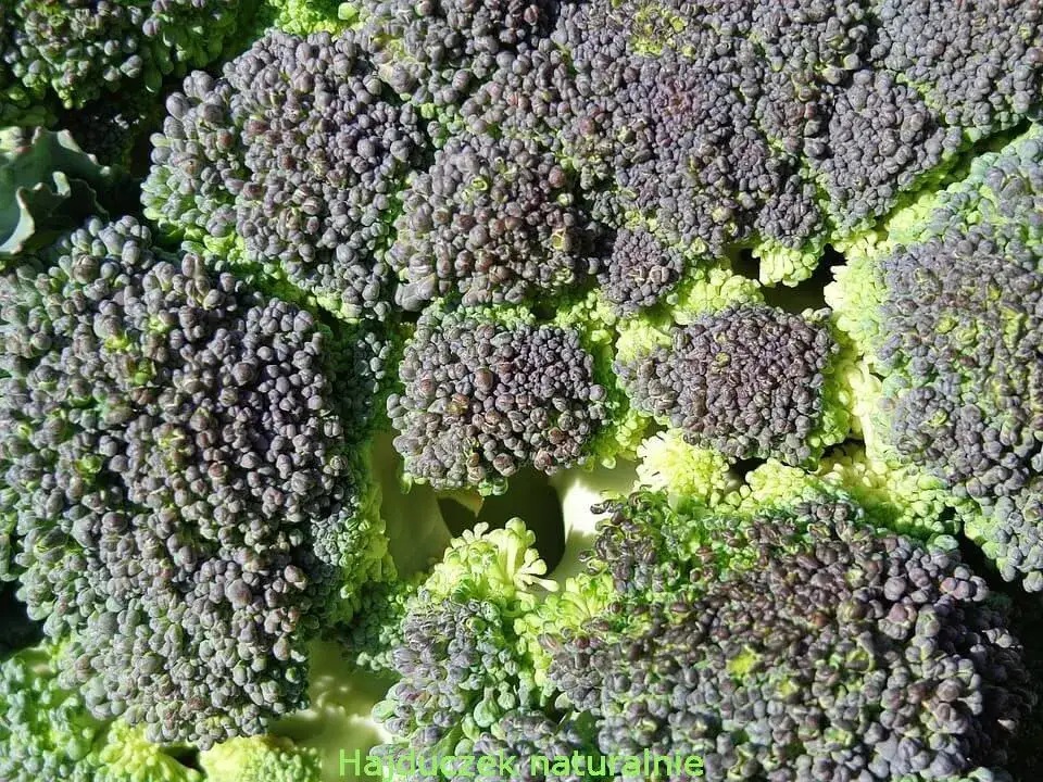 Sezon na brokuły: Kiedy są najsmaczniejsze i najzdrowsze?