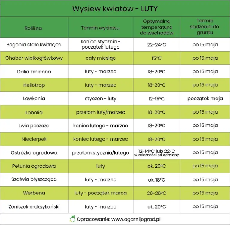 Jakie kwiaty siejemy w lutym, aby uzyskać piękne ogrody?