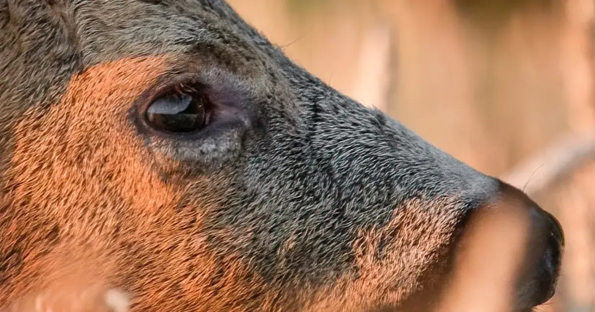 Co szczeka w lesie? Odkryj tajemnicze dźwięki zwierząt
