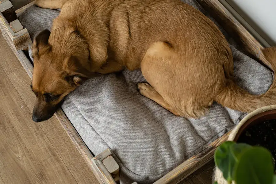 Jak stworzyć legowisko dla psa DIY, które zaimponuje Twojemu pupilowi