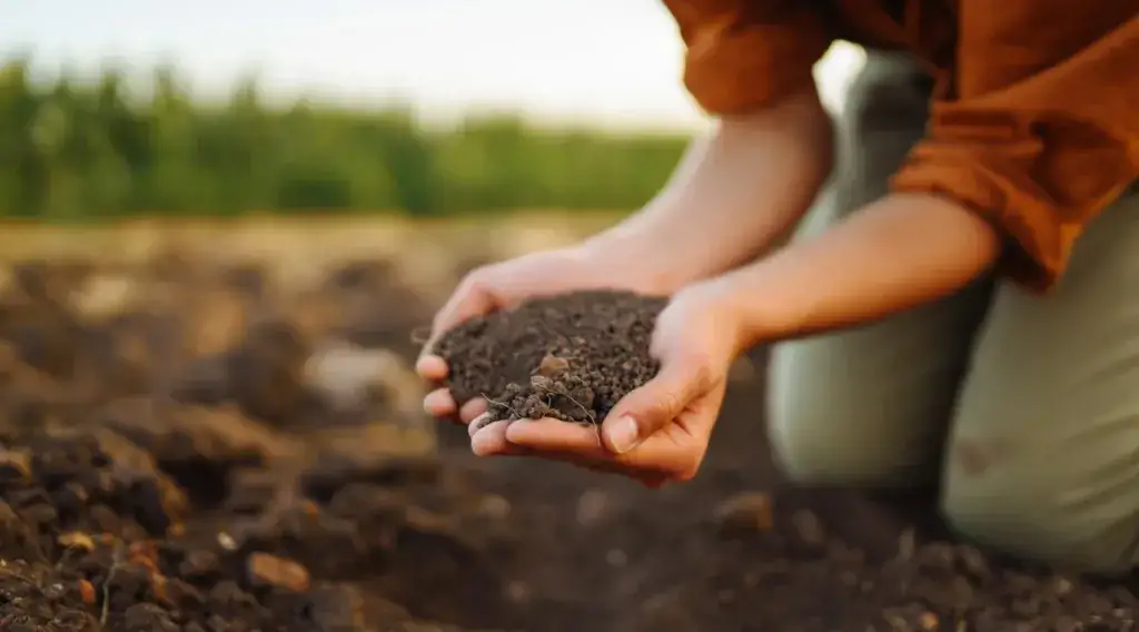 Co siać po burakach, aby poprawić plony i zdrowie gleby?