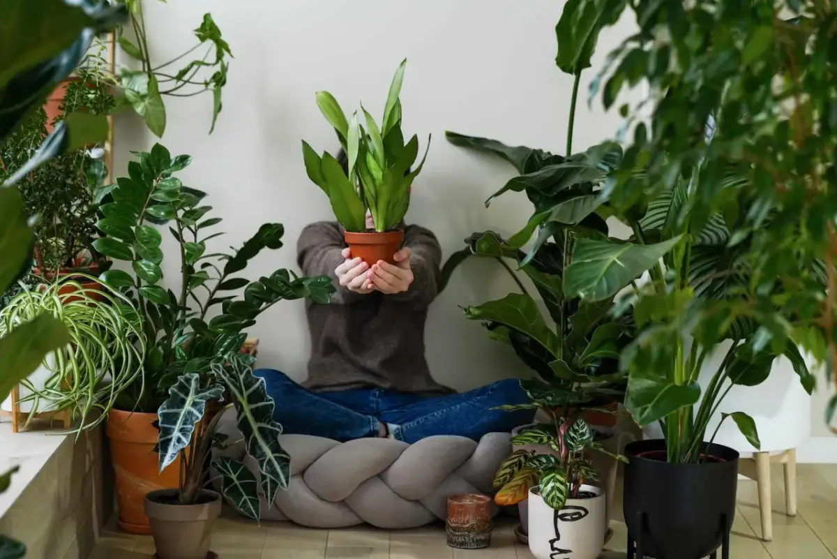 Osoba otoczona bujną zielenią roślin doniczkowych. To dowód, dlaczego warto hodować rośliny doniczkowe – tworzą domową oazę spokoju.