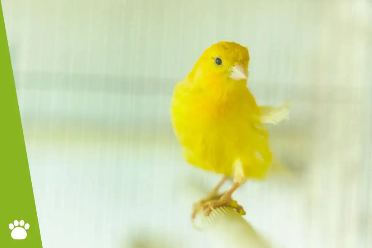 Jak rozpoznać starość u kanarka i zapewnić mu najlepszą opiekę?