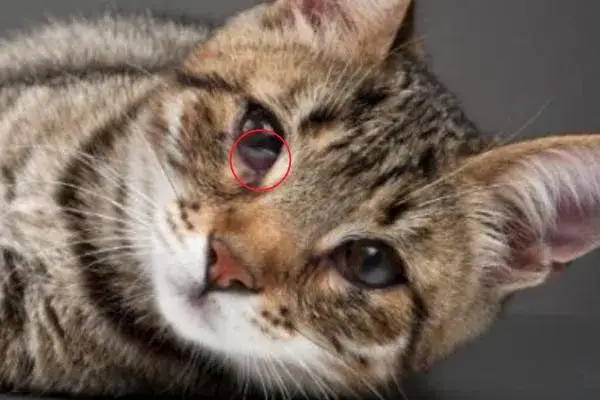 A mi gato se le ve el tercer párpado: señales de problemas de salud