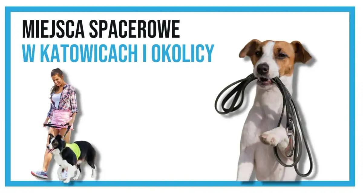 Gdzie z psem na spacer w Śląsku? Odkryj najlepsze miejsca dla psów
