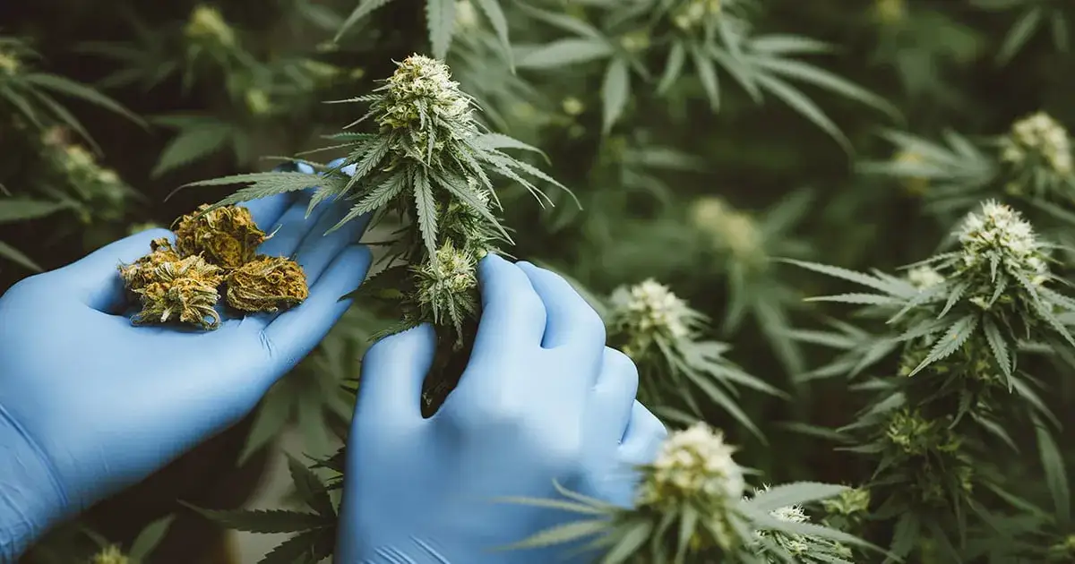 Jak uprawiać marihuanę: kluczowe techniki i najczęstsze błędy