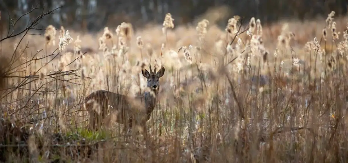 Obserwacja dzikich zwierząt w Polsce: Poradnik krok po kroku