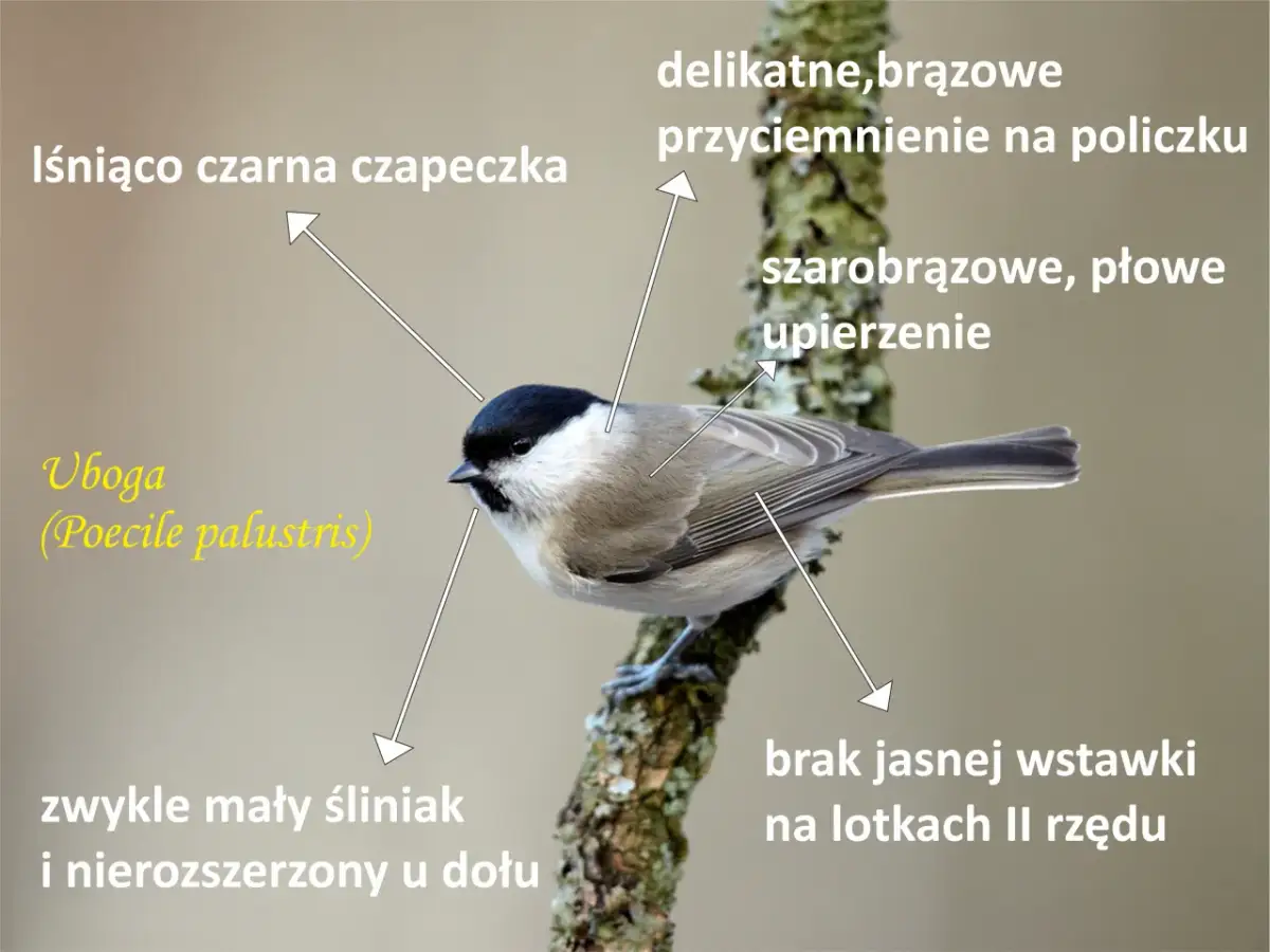 Chroń sikorki w ogrodzie: Drapieżnicy, choroby i sprawdzone metody