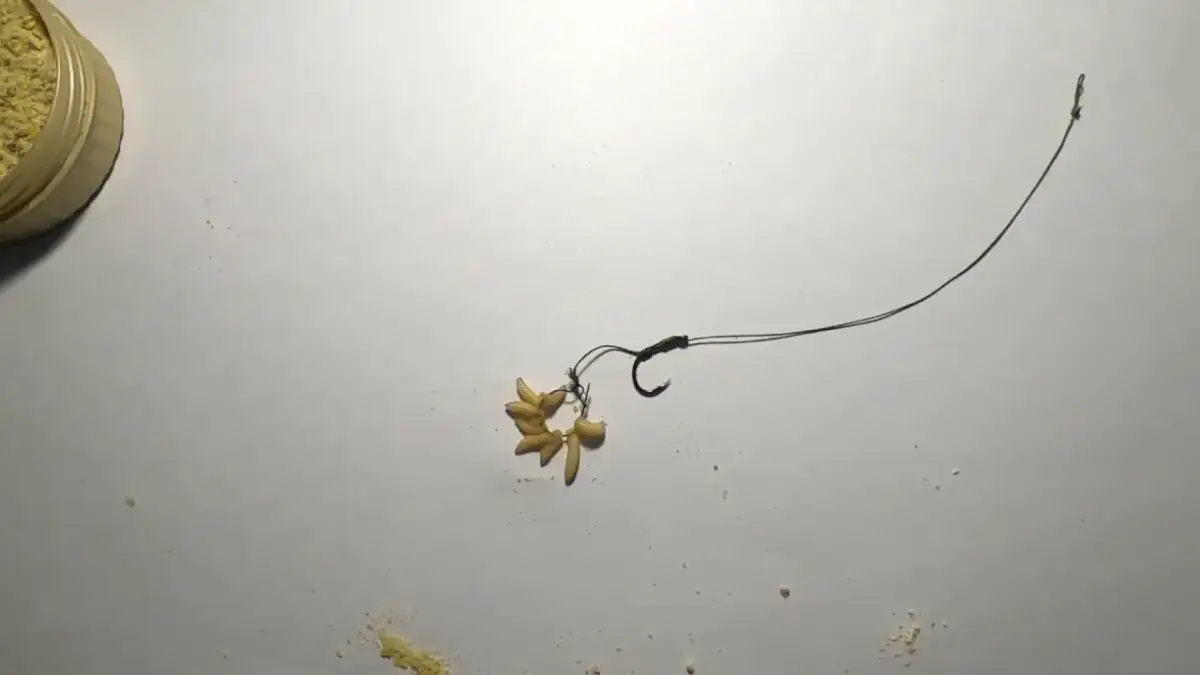 Jak zakładać białego robaka na haczyk - uniknij najczęstszych błędów