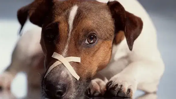 Objawy nosówki u szczeniaków – jak rozpoznać i ratować pupila