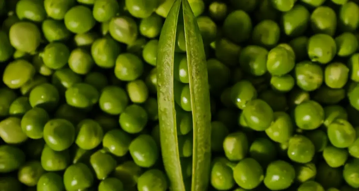 Czy pies może jeść groszek konserwowy? Sprawdź, co może zaszkodzić