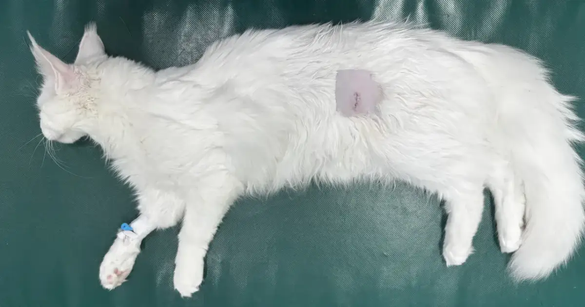 Ruja po sterylizacji? Dlaczego i co robić poradnik