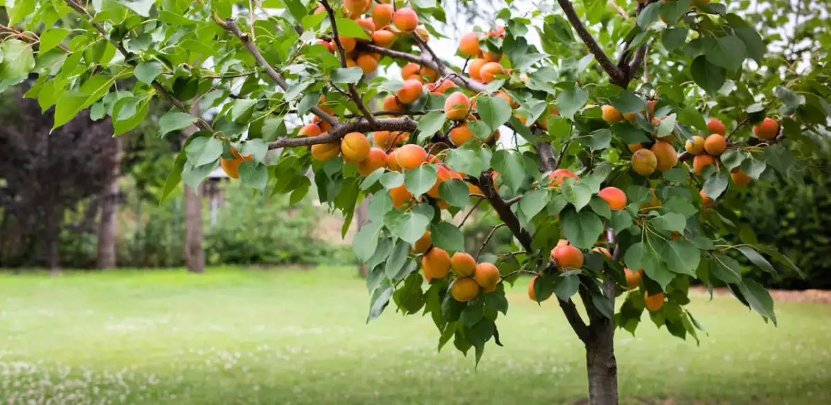 Jak przycinać morele, aby uniknąć błędów i poprawić plony