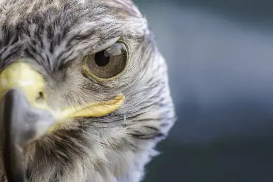 Sokoli wzrok co to znaczy i jak wpływa na twoje widzenie