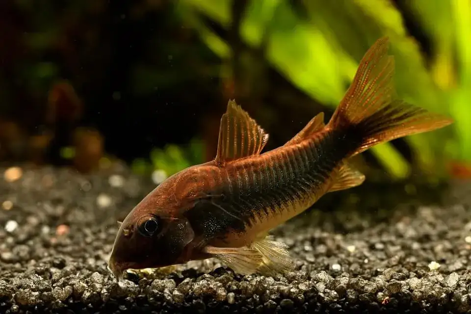 Czy kiryśnik zjada małe rybki? Odkryj prawdę o ich diecie