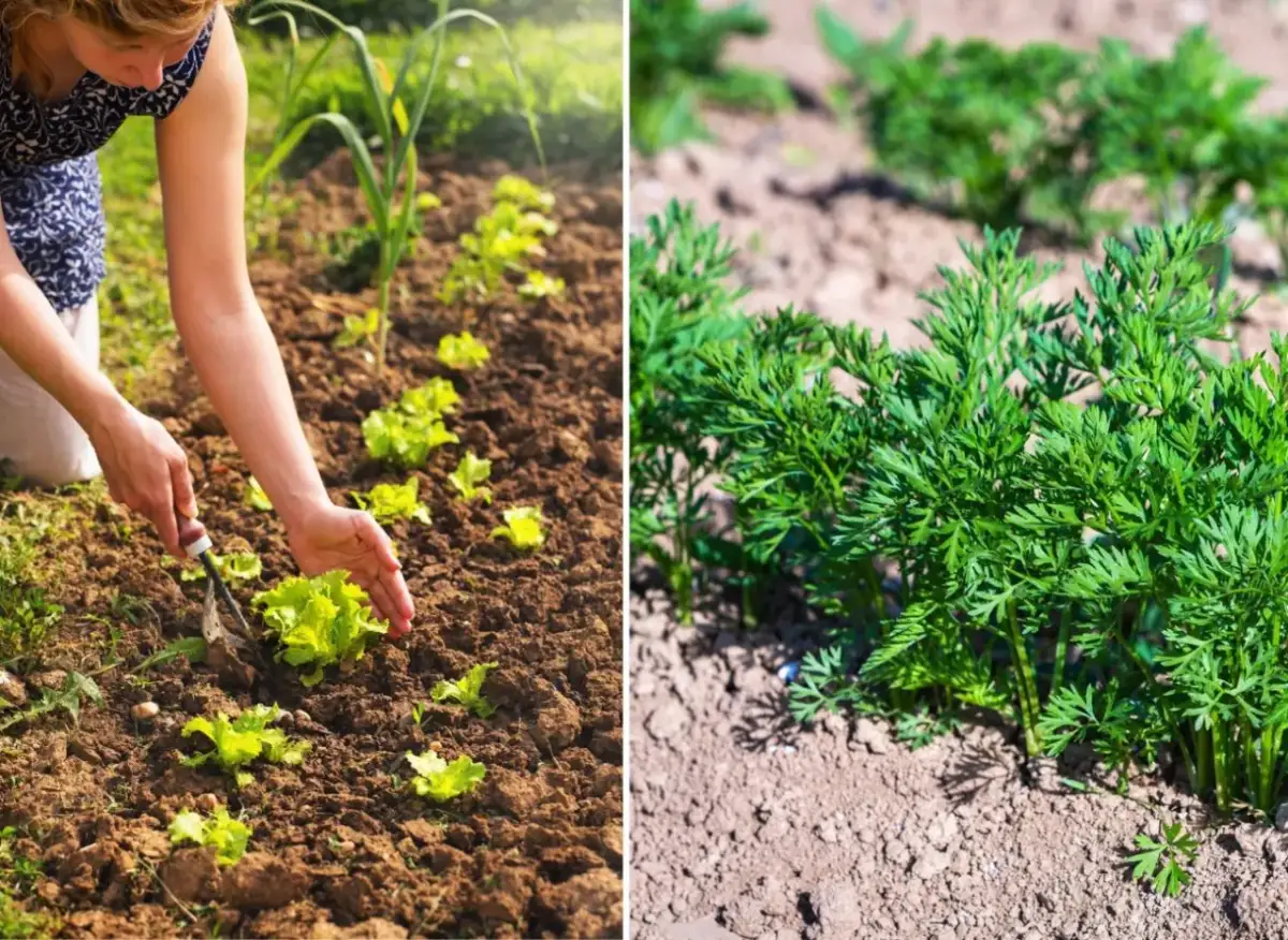 Jakie warzywa można siać w czerwcu, aby cieszyć się obfitym zbiorem