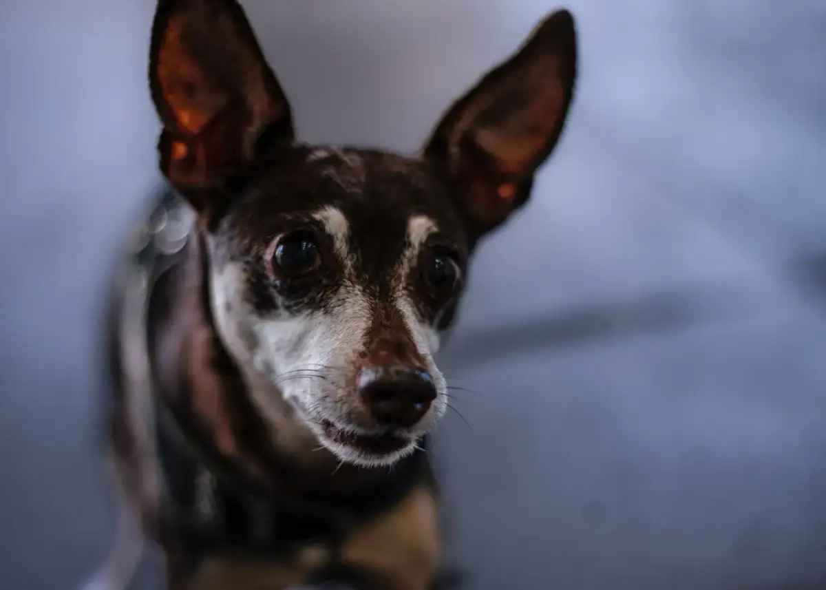 Szczeniak zjada odchody? Poznaj przyczyny i skuteczne rozwiązania!