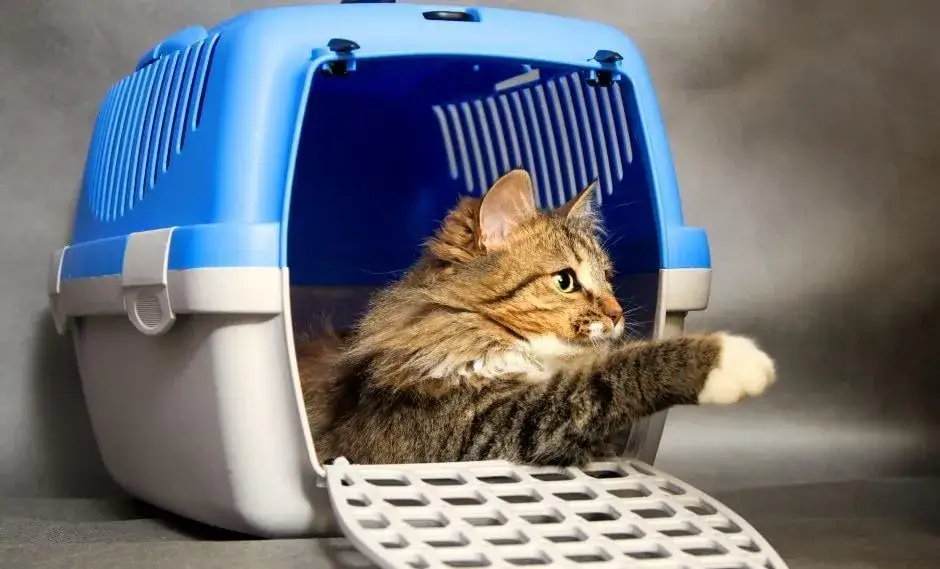 Transporter dla kota: Jak wybrać najlepszy? Przewodnik krok po kroku