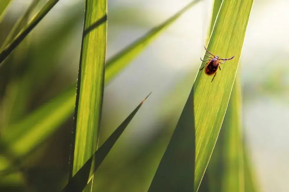 Naturalne sposoby na kleszcze: Ochrona siebie i ogrodu