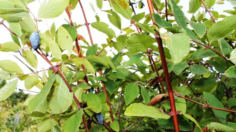 Jak uprawiać jagodę kamczacką - sprawdzone metody na obfite plony