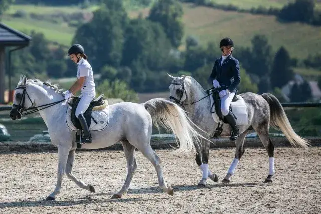 Stadnina koni w Janowie: historia, kontrowersje i wyjątkowe wydarzenia