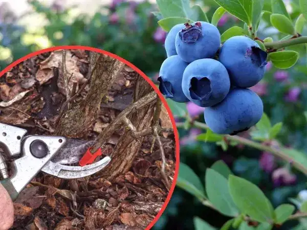 Kiedy jest sezon na borówki amerykańskie? Sprawdź, aby nie przegapić!