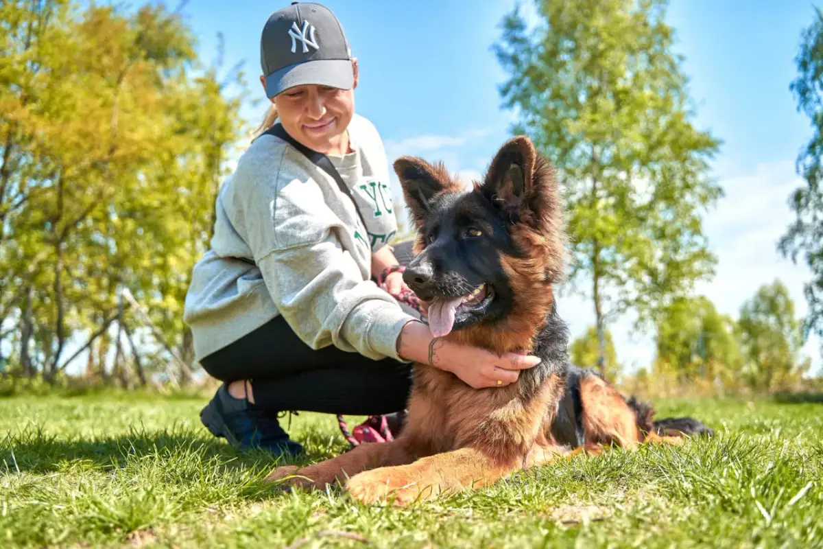 Kobieta w czapce z daszkiem głaszcze owczarka niemieckiego. To piękny dzień na naukę, jak tresować szczeniaka.