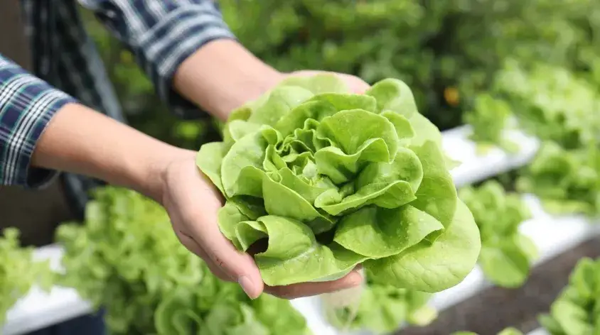 Do kiedy siać sałatę? Kalendarz siewu i odmiany na cały rok