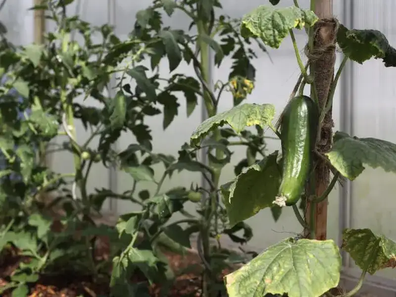 Jak uprawiać ogórki w szklarni - unikaj najczęstszych błędów i zyskaj plony