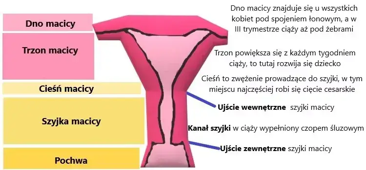Jak zmienia się szyjka macicy przed porodem? Kluczowe objawy i porady