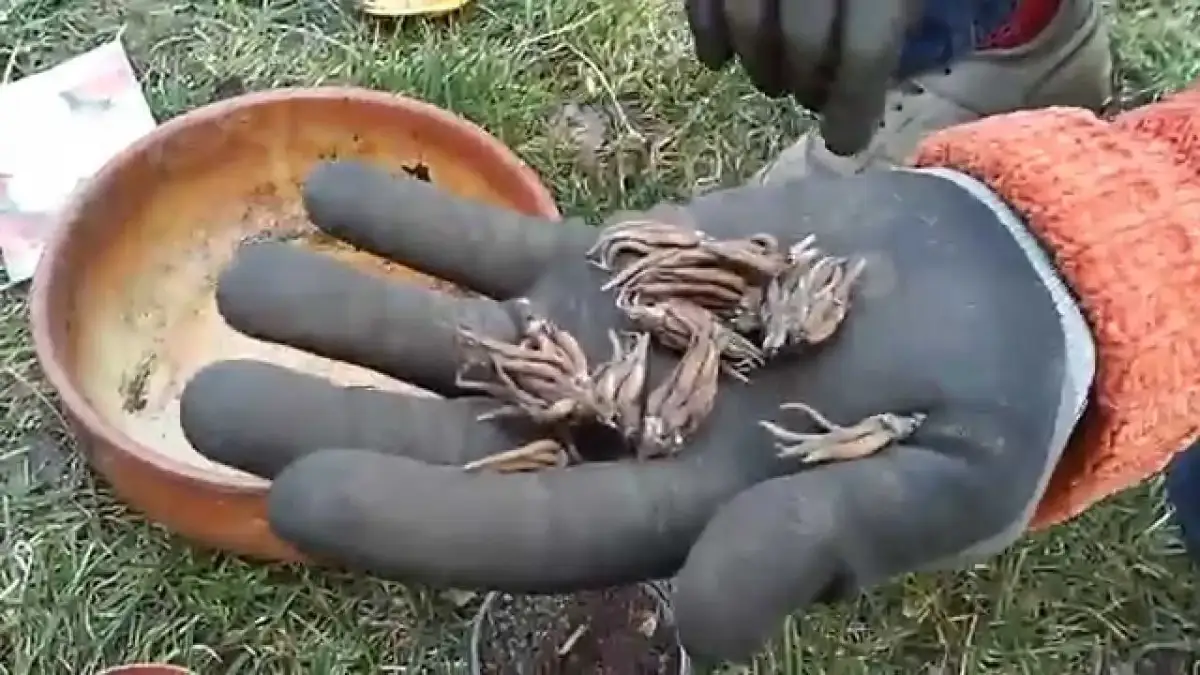 Gdzie sadzić jaskier? Odkryj idealne warunki dla rośliny