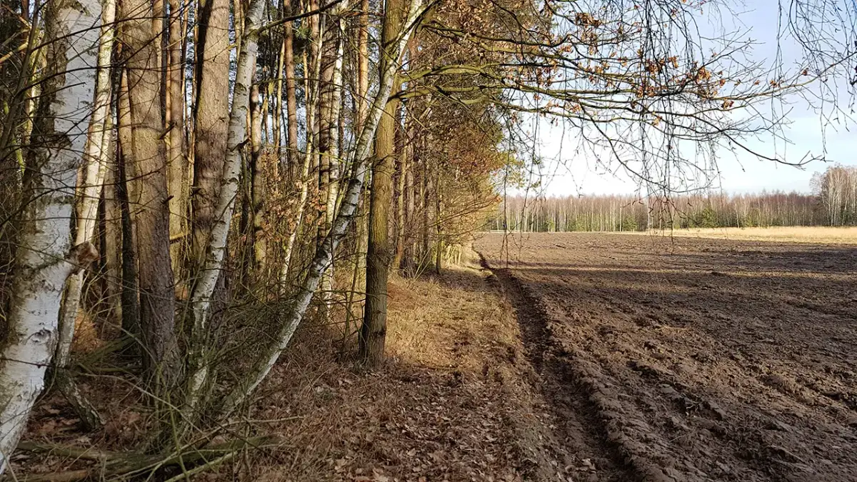 Jak znaleźć działkę w lesie i uniknąć błędów przy zakupie