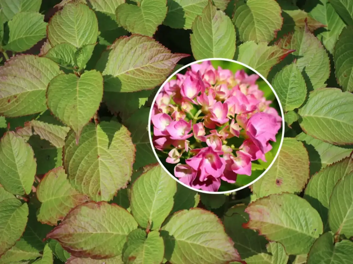 Dlaczego hortensja ogrodowa nie kwitnie? Odkryj przyczyny i rozwiązania