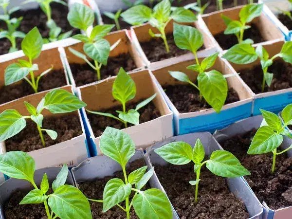 Co sieje w marcu? Sprawdź, jakie warzywa i kwiaty posadzić teraz