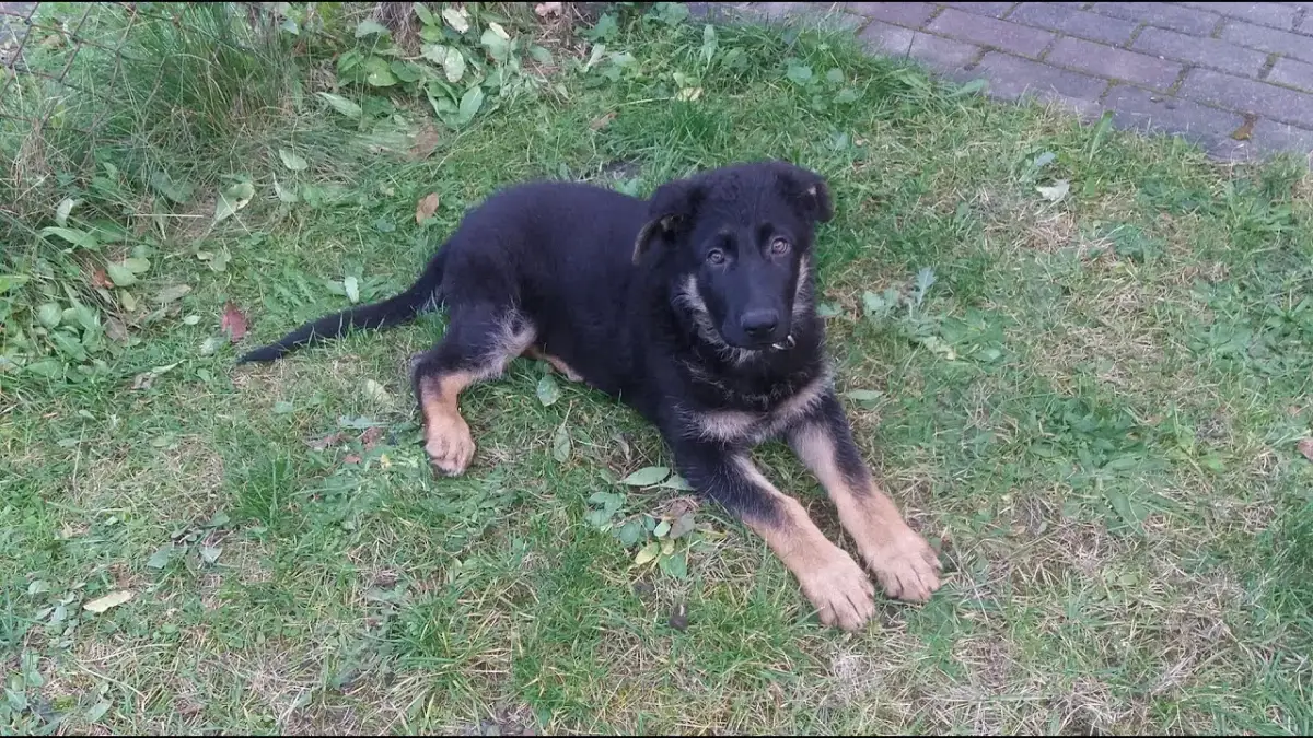 Jak wygląda 2 miesięczny owczarek niemiecki – co musisz wiedzieć?