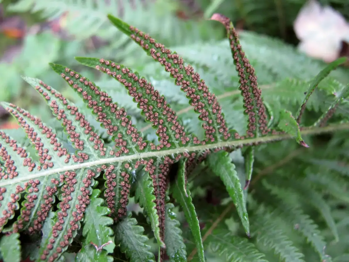 Mszaki i paprotniki: Ukryci architekci leśnego ekosystemu poznaj ich rolę!