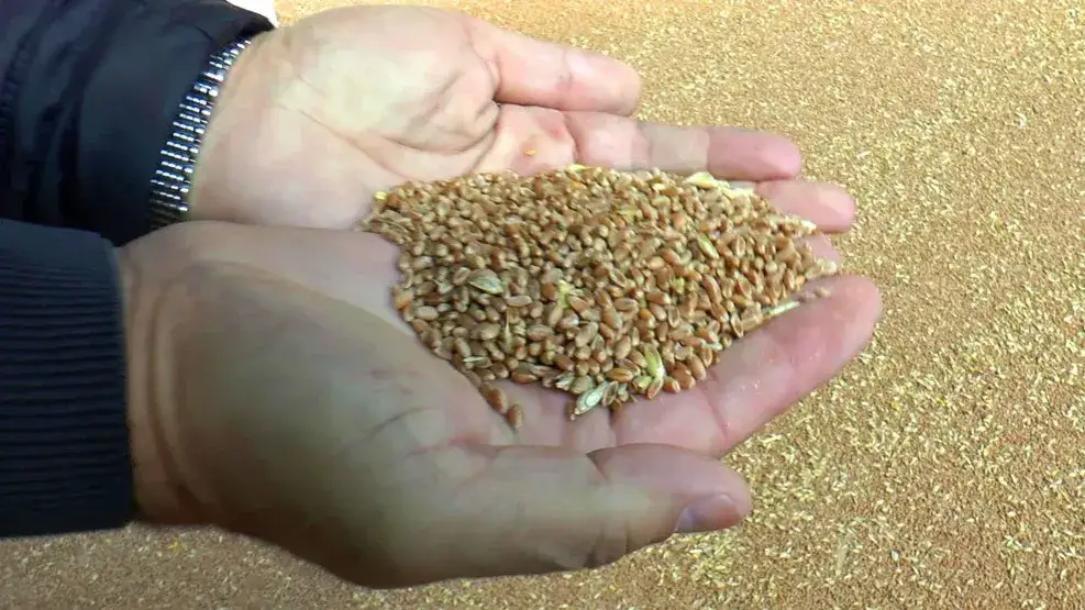 Jak za zboże – co naprawdę oznacza i kiedy płacimy za dużo?