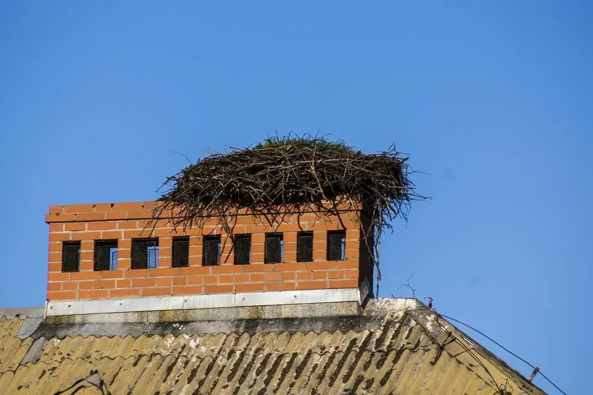 Gniazdo dla bociana: Jak je zbudować bezpiecznie i skutecznie?
