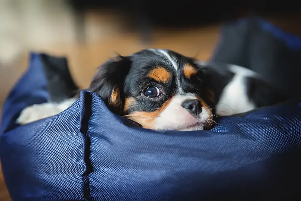 Do którego miesiąca pies jest szczeniakiem? Sprawdź, zanim będzie za późno!