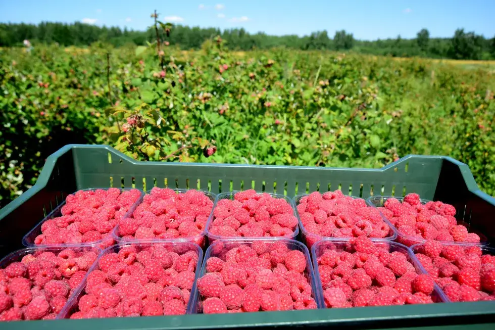 Maliny: Jak zarobić do 4000 zł? Stawki i triki.