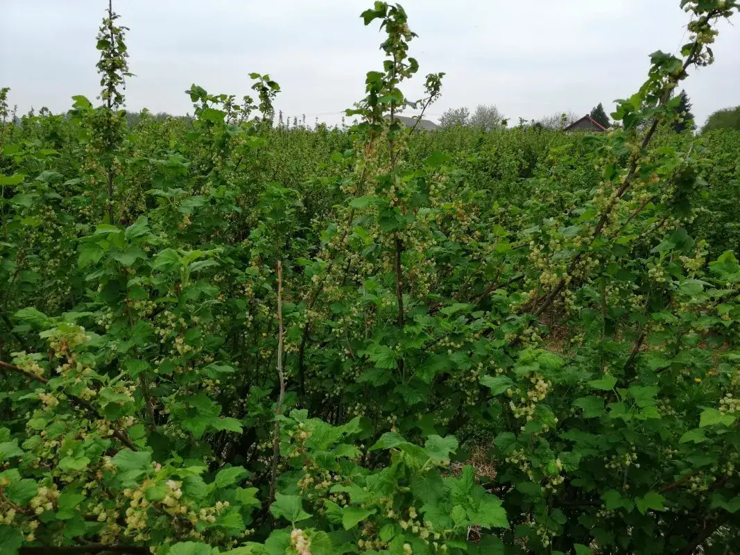 Kwitnienie porzeczki: kiedy, jak i dlaczego warto o nie dbać