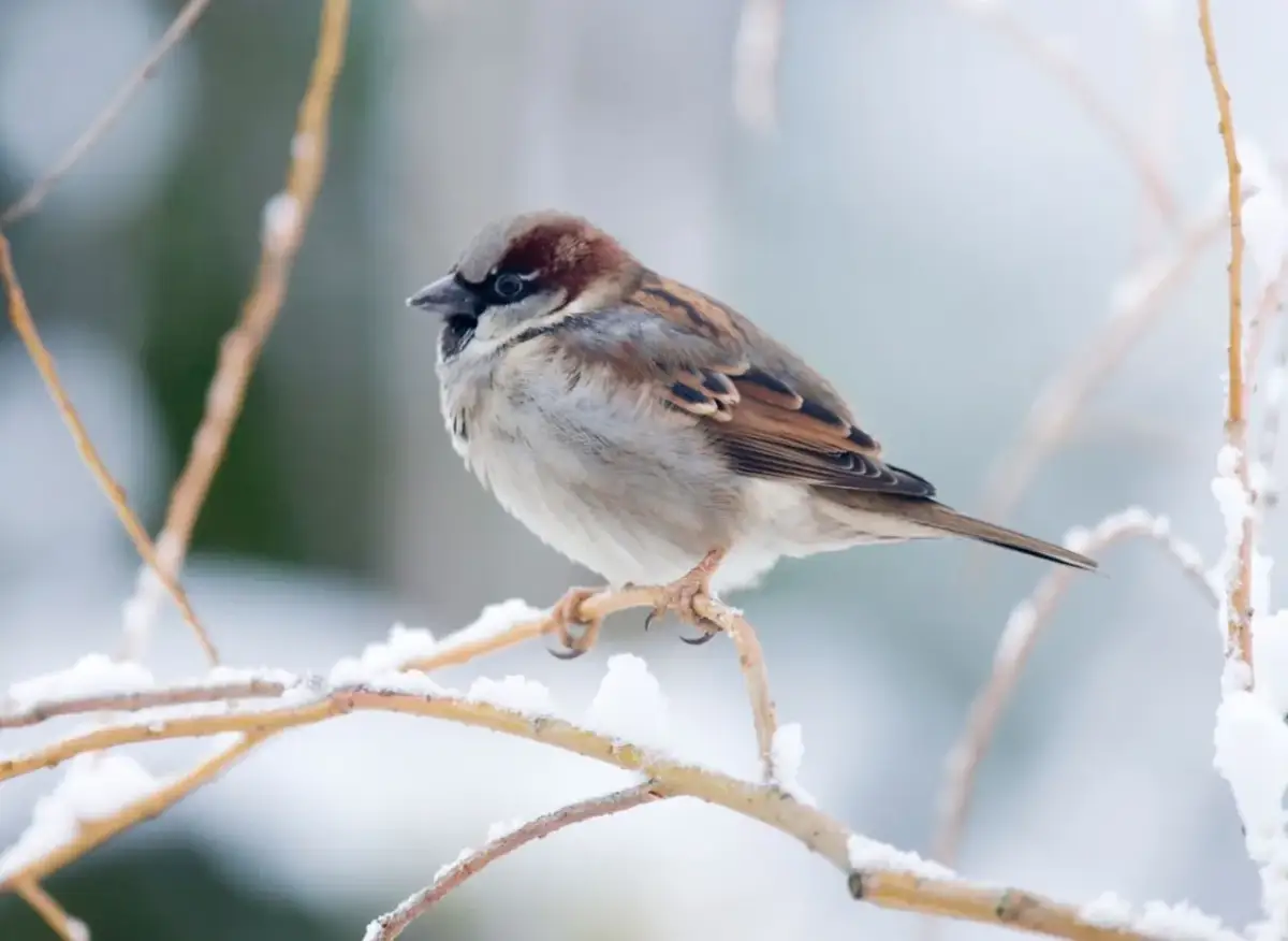 Kiedy wróble składają jaja? Terminy, lęgi i jak im pomóc