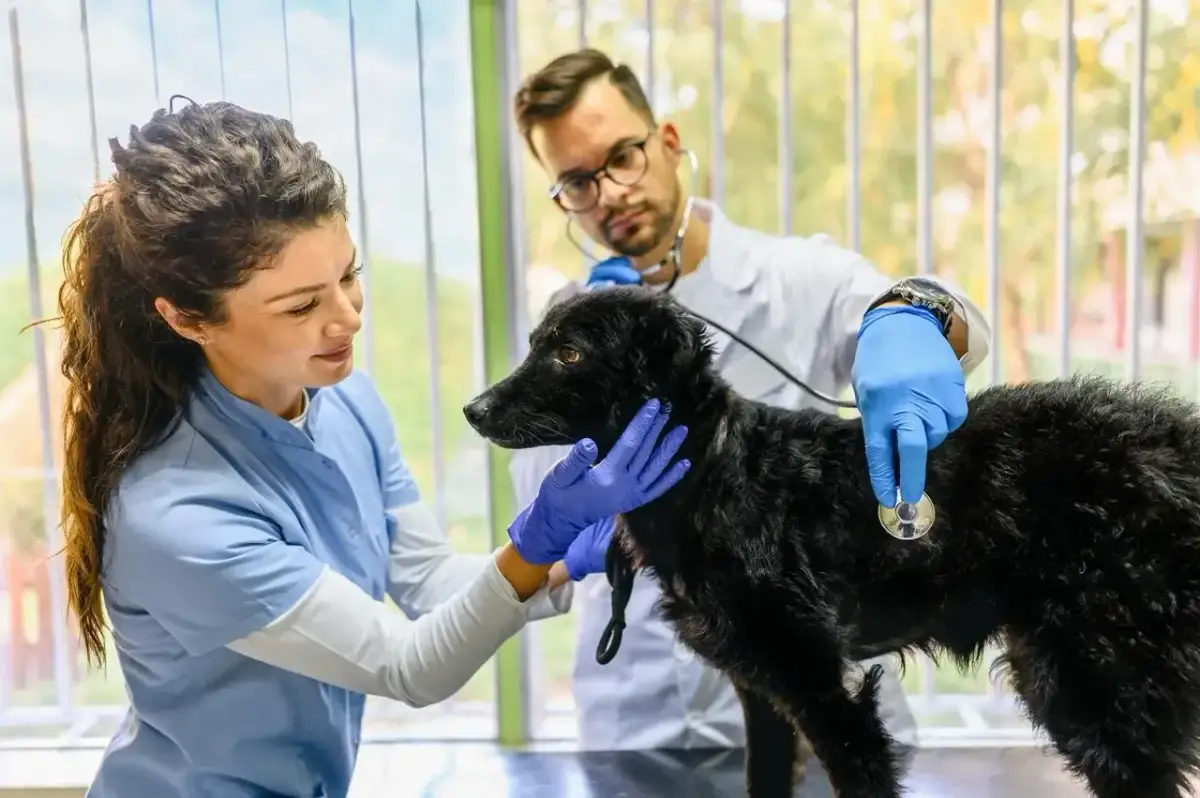 Chcesz zostać weterynarzem? Sprawdź, czy to zawód dla Ciebie!