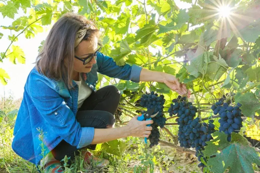 Kiedy sezon na winogrona? Poznaj najlepszy czas na zbiory